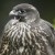 Crow 